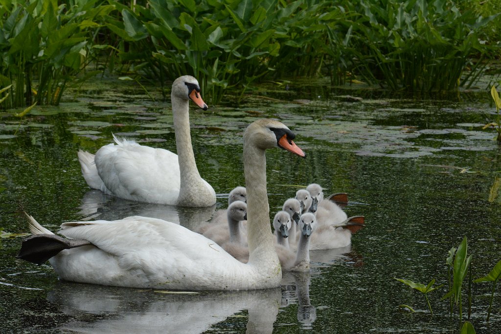 Swan, Mute, 2013-06082603 Natick, MA.JPG - Mute Swan. Broadmoor Wildlife Sanctuary, Natick, MA, 6-8-2013